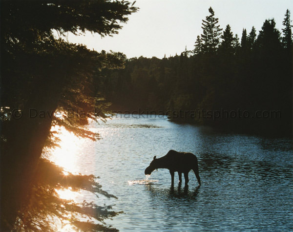Silhouetted Moose
