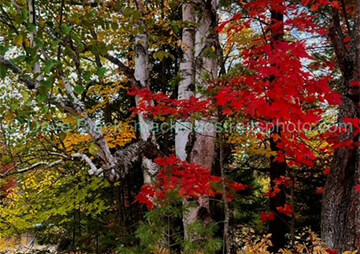 Birch Tree in fall colors
