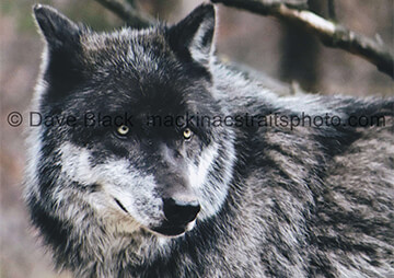 Dark Grey Wolf